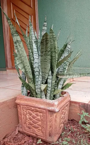 Vaso Plantas de Espadas de São Jorge Usadas