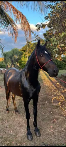 Cavalo Manga Larga Marchador Registrado