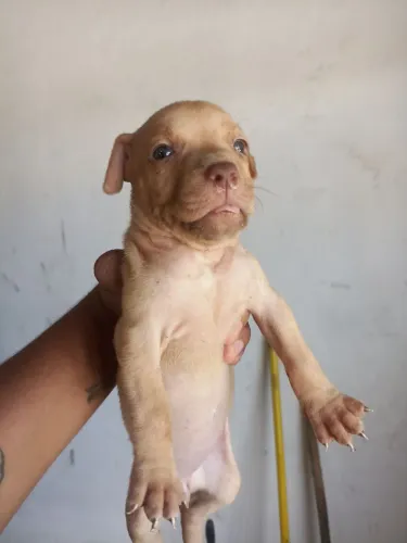 Filhote de Pitbull Puro