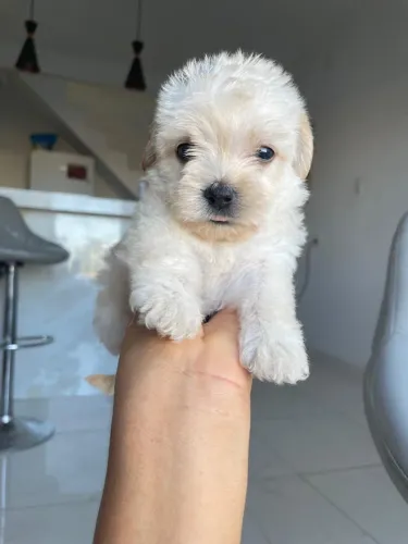 poodle toy