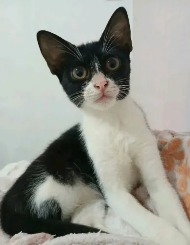 Gatinha Frajola 8 meses