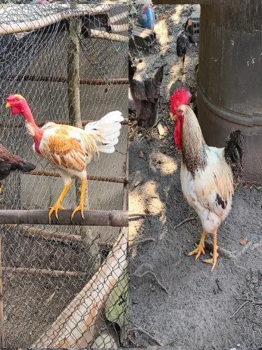 Vende-se dois galos!
