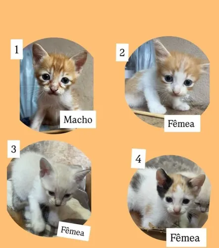 Filhotes de Gatos para adoção responsável