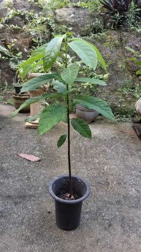 Doação de abacateiro