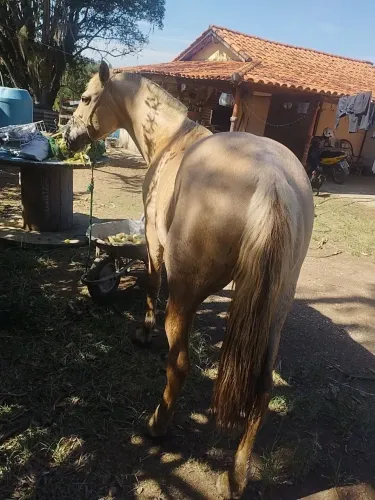 Vendo égua