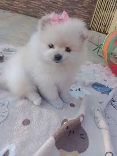     Lulu da Pomerânia Filhote - Pequeno no Tamanho e Gigante no Amor