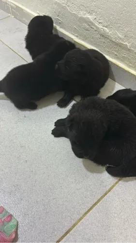 Filhote de chowchow 