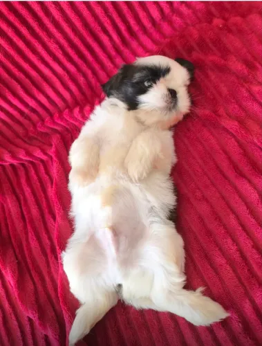 Shih tzu
