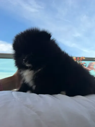 Lulu da Pomerânia anão macho