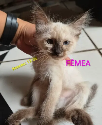 Gatinhos para adoção 