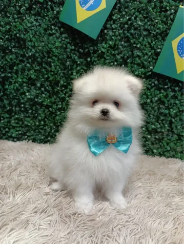 Spitz alemão anão 