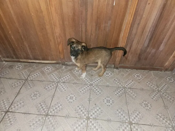 Fêmea 2 meses 