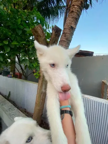 Vende-se husky siberiano
