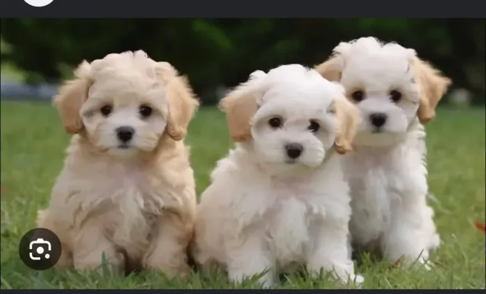 Moças que amem  pets!