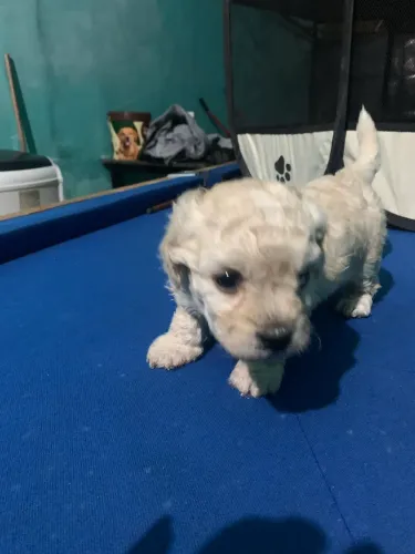 Filhote de cachorro