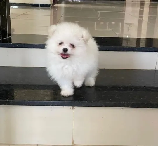 Luluzinha