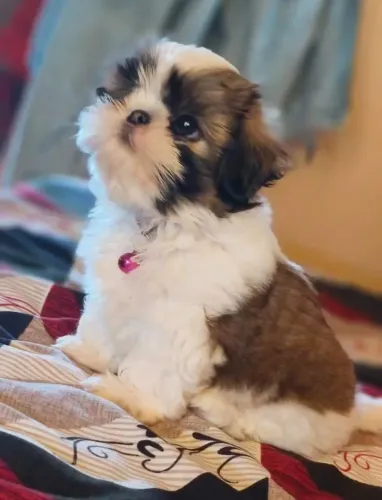 Shih tzu Doguinho esperando para fazer parte de uma família