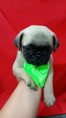 Que lindo presente ? Pug 