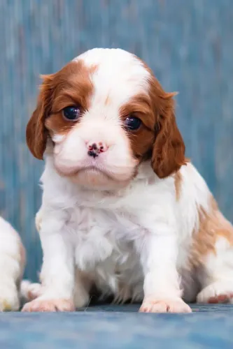 Cavalier King Charles Machos e Femeas