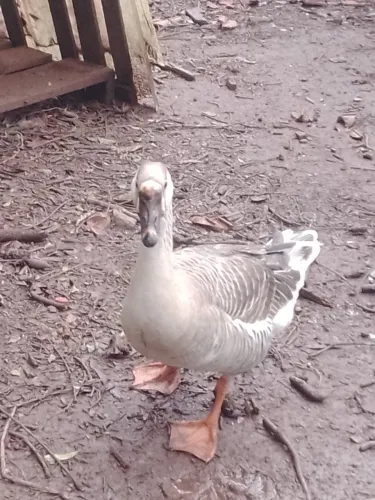 Vendo ganso R$250. Retirar em Ivoti colônia japonesa