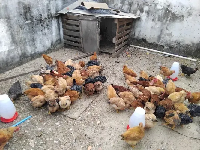 Galinhas caipira