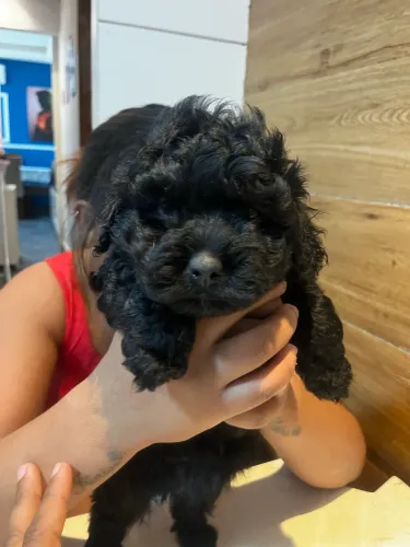 Lindos filhotes de poodle Toy