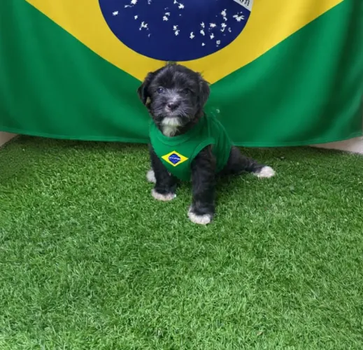 Shipoo caminha de brinde passo cartão e entrego 