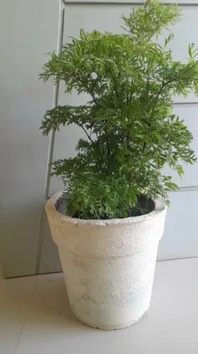 vaso de cimento com a Árvore da Felicidade