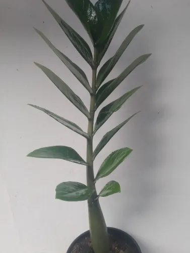 Zamioculca