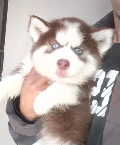 Husky siberiano puro