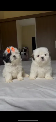 Shih tzu mini macho branco e fêmea branca com preto