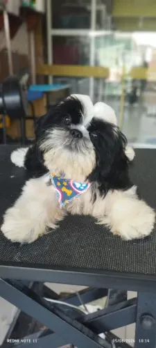Cachorro