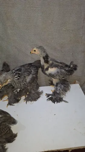Quarteto de brahma Dark<br>Sendo<br>1 macho <br>3 femeas<br>40 dias.