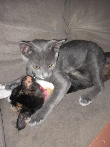 Gatos para doação 