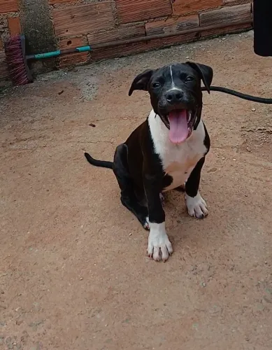 Filhote de pitbull