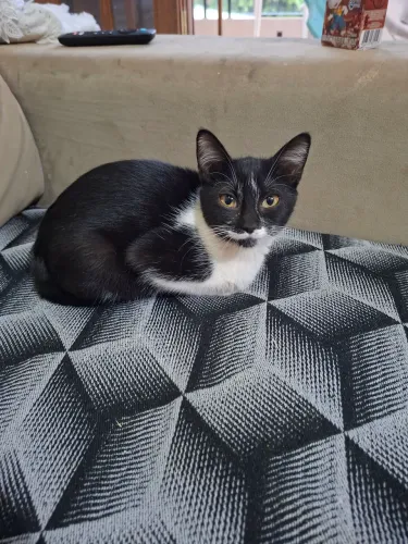 Doação de gatinha 4 meses