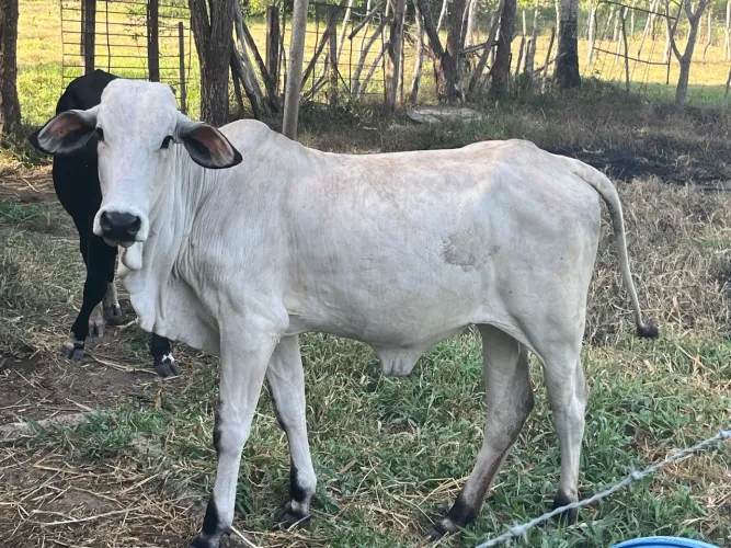 Bezerra Nelore 