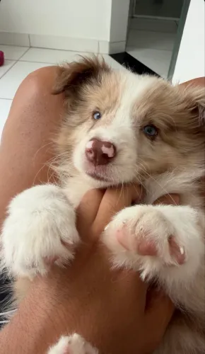 Border collie merle
