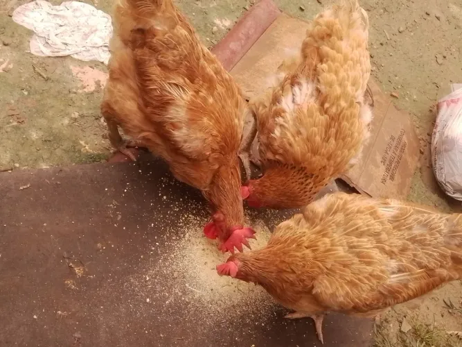 Galinha caipira pesadão Já Botando Ovo $65