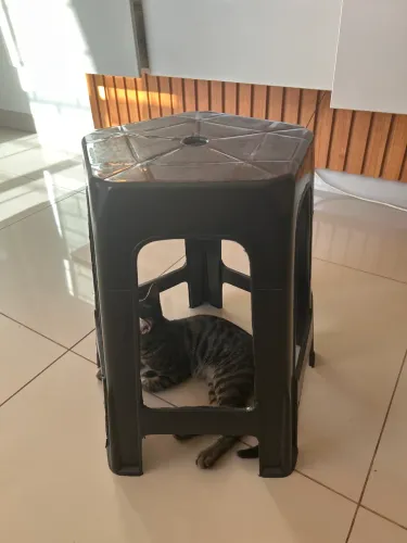 Banqueta plástico