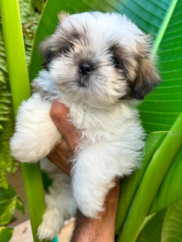 Shihtzu mini