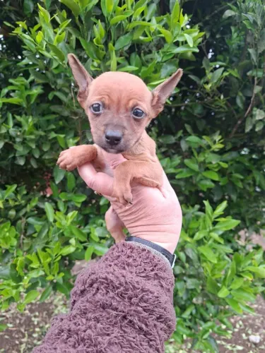 Pinscher machinho a sua espera