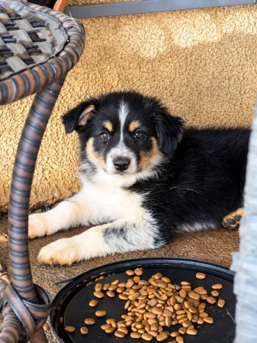 Filhote BORDER COLLIE Fêmea