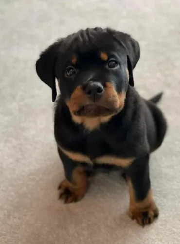 Rottweiler Esse cachorrinho vai trazer novas emoções