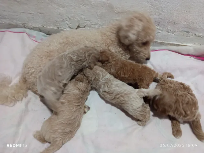 Filhote poodle