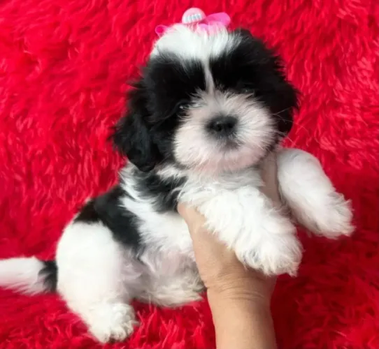Lindas filhotes de shih tzu fêmea