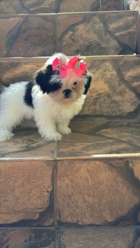 Shih Tzu maravilhosa