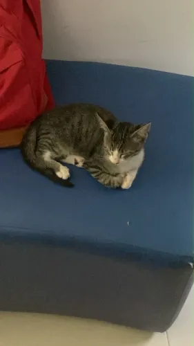 Gato filhote para adoção