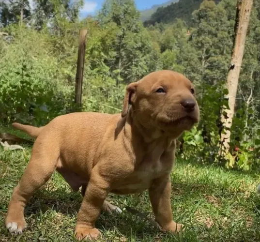 Pitbull Um novo carinho começa aqui