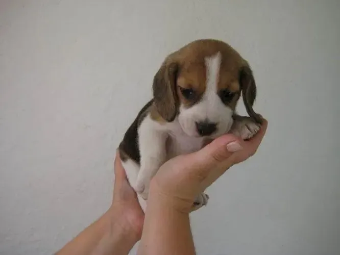 Filhotes de Beagle | Amor que aquece